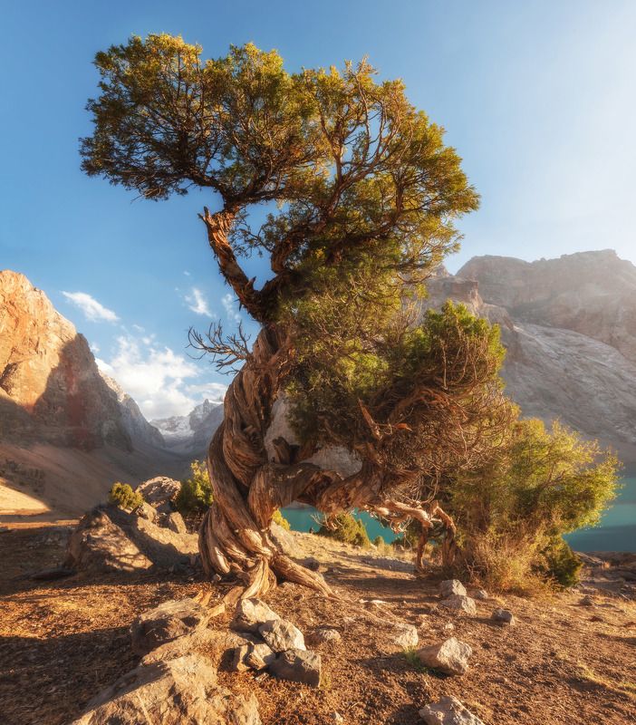 Арча на озере Алло.Таджикистан. фото превью