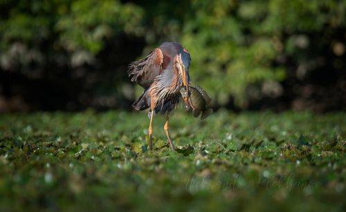 Борьба до последней капли крови