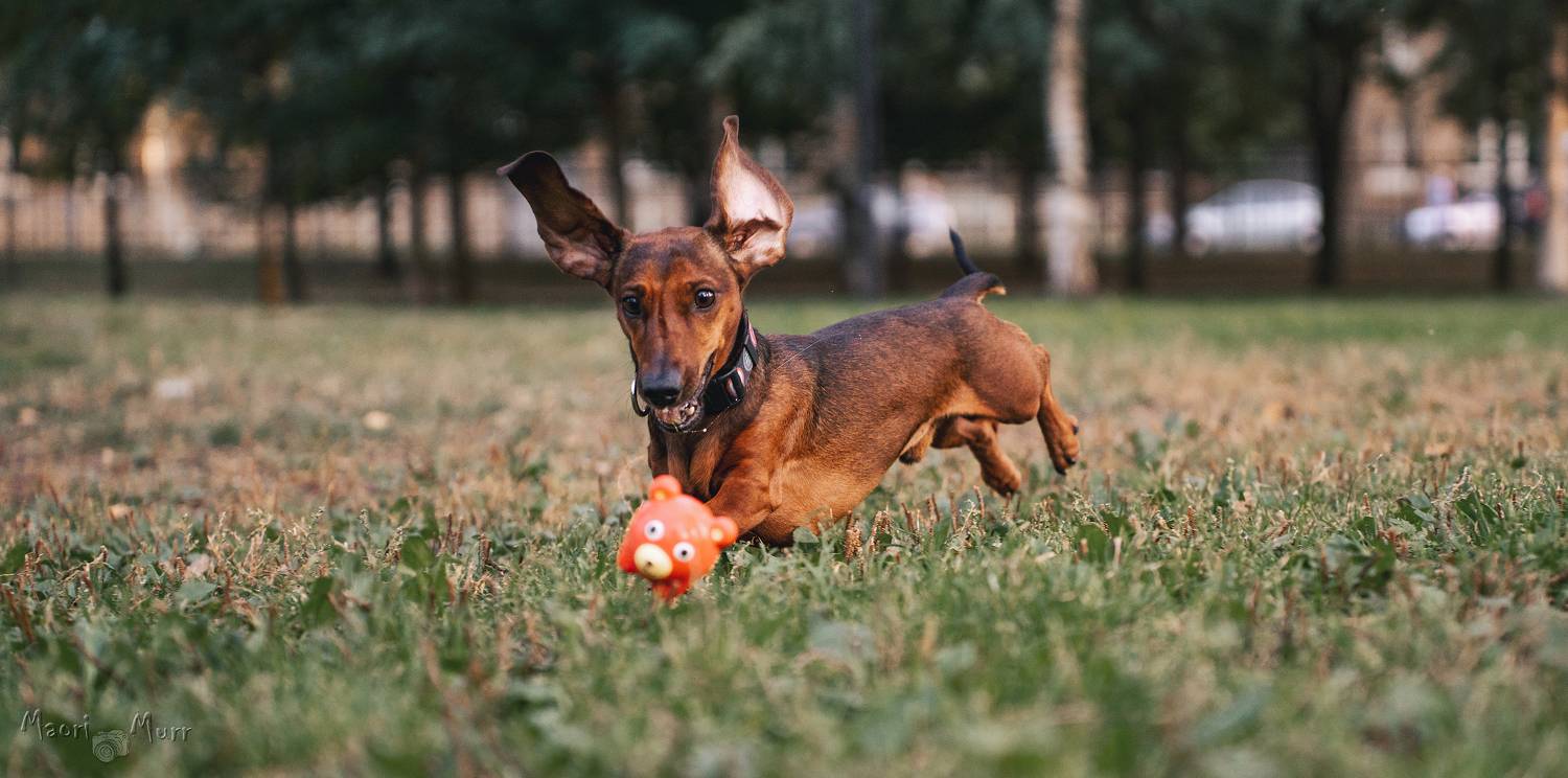 Такса, собака играет, Маори Мурр