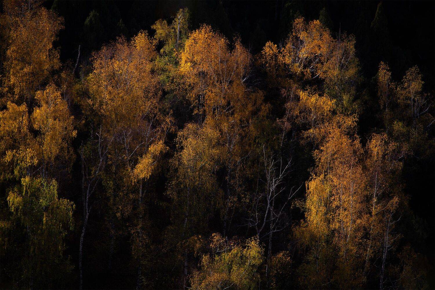 кыргызстан, ала-арча, Элина Магалимова