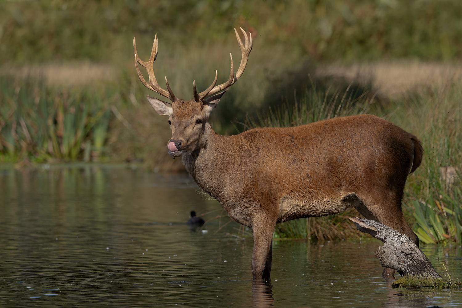 red deer, deer, animal, wildlife, nature, canon, MARIA KULA