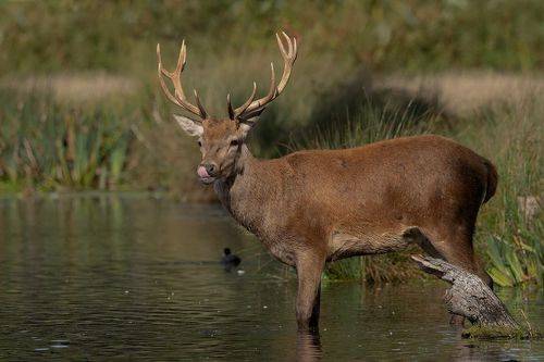 Red Deer