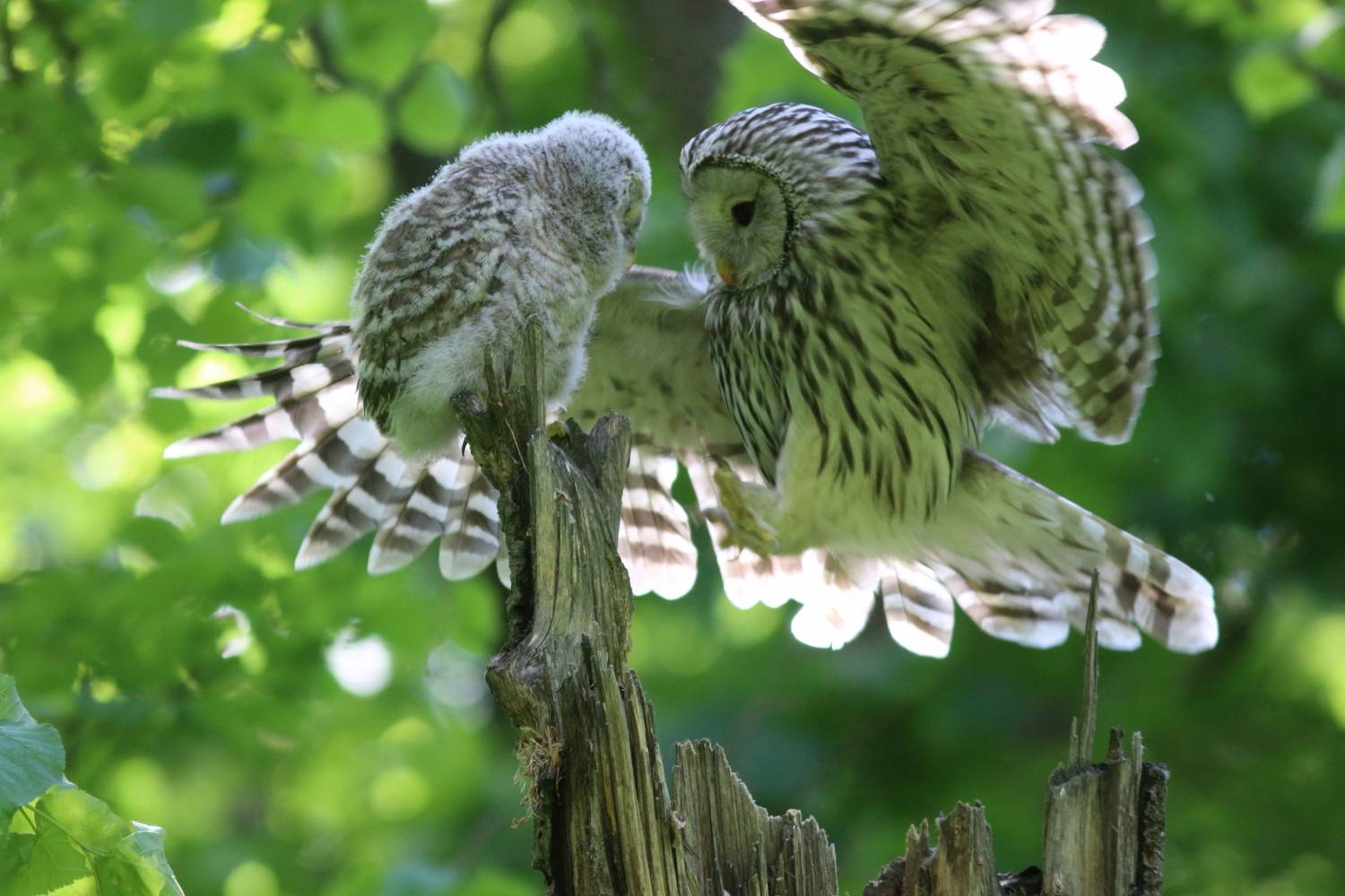 животные, природа, дикая природа, птицы, анималистика, самара, совы, неясыть, Владимир Шебаршенко