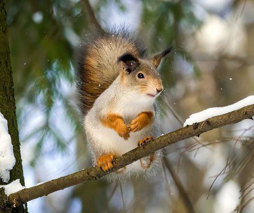 Веслоухая белка