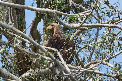 Haliaeetus albicilla