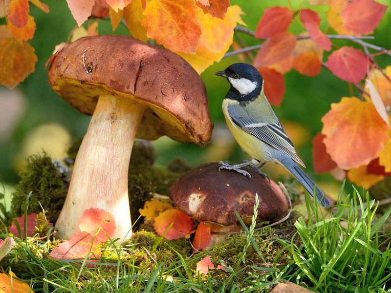 природа, фотоохота, большая синица, птицы, животные, грибы, осень Краски осени фото превью
