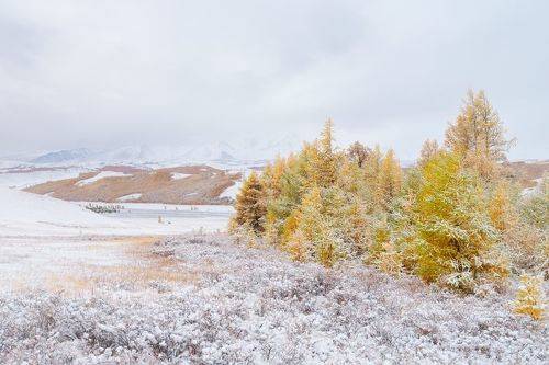 Золотото в белом...  / Gold in white...
