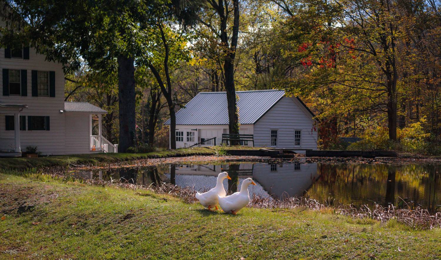 природа,осень,пейзаж,деревья,отражения,озеро,вода,листья,гуси ,утки,животные,птицы,, Антонина Яновска