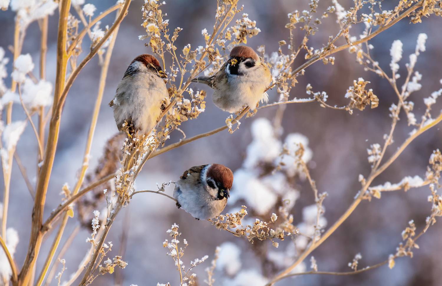птица, воробей,, Марина Мочалова