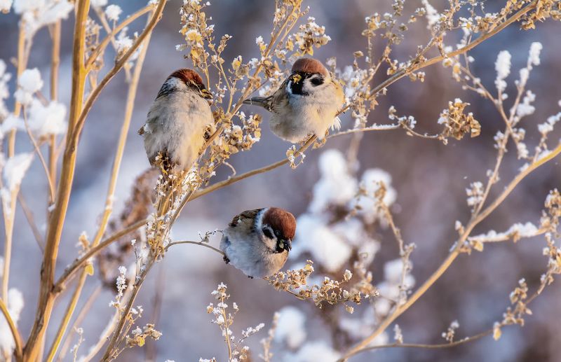 птица, воробей, воробушки. фото превью
