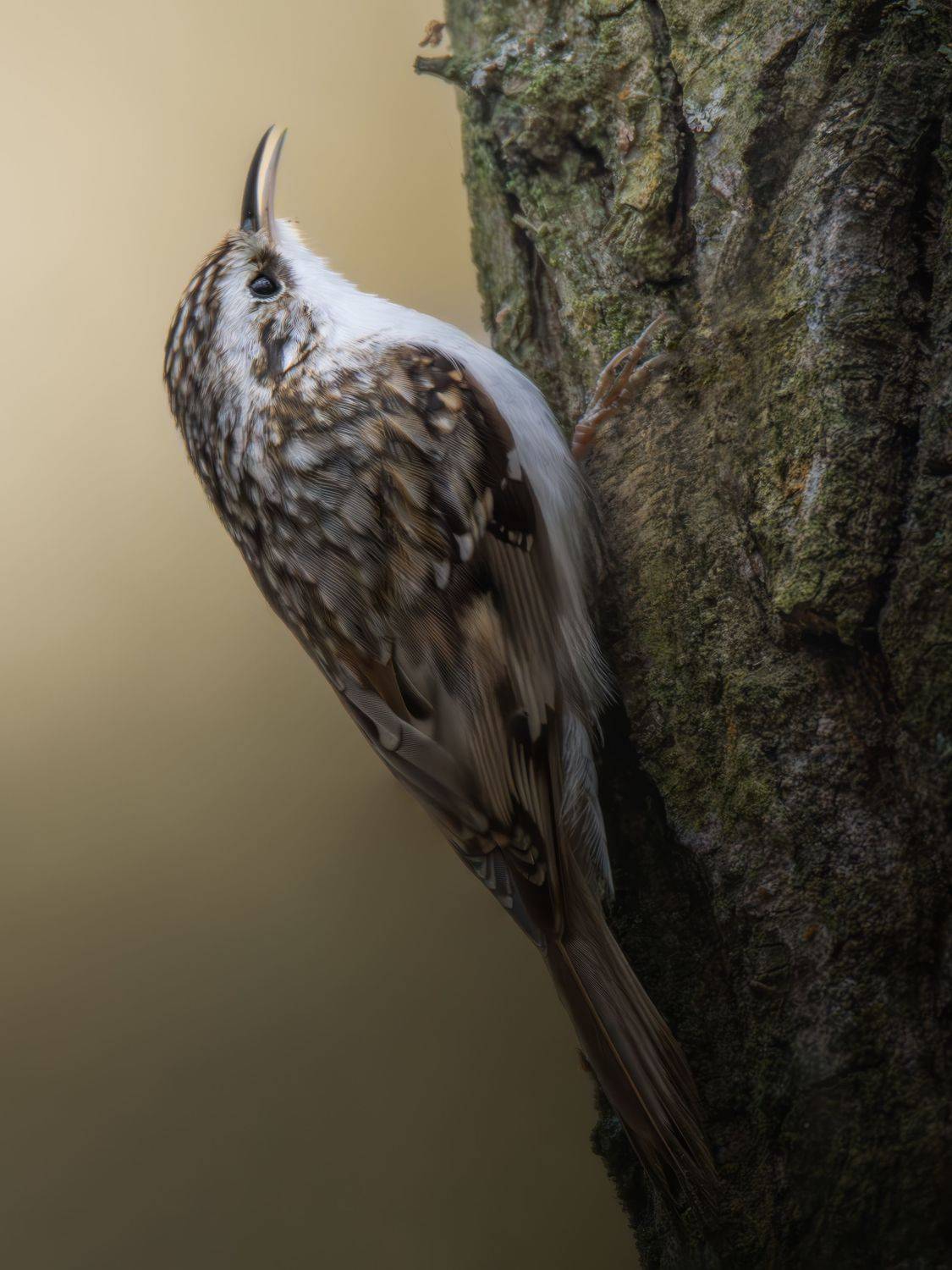 , Митин Дмитрий