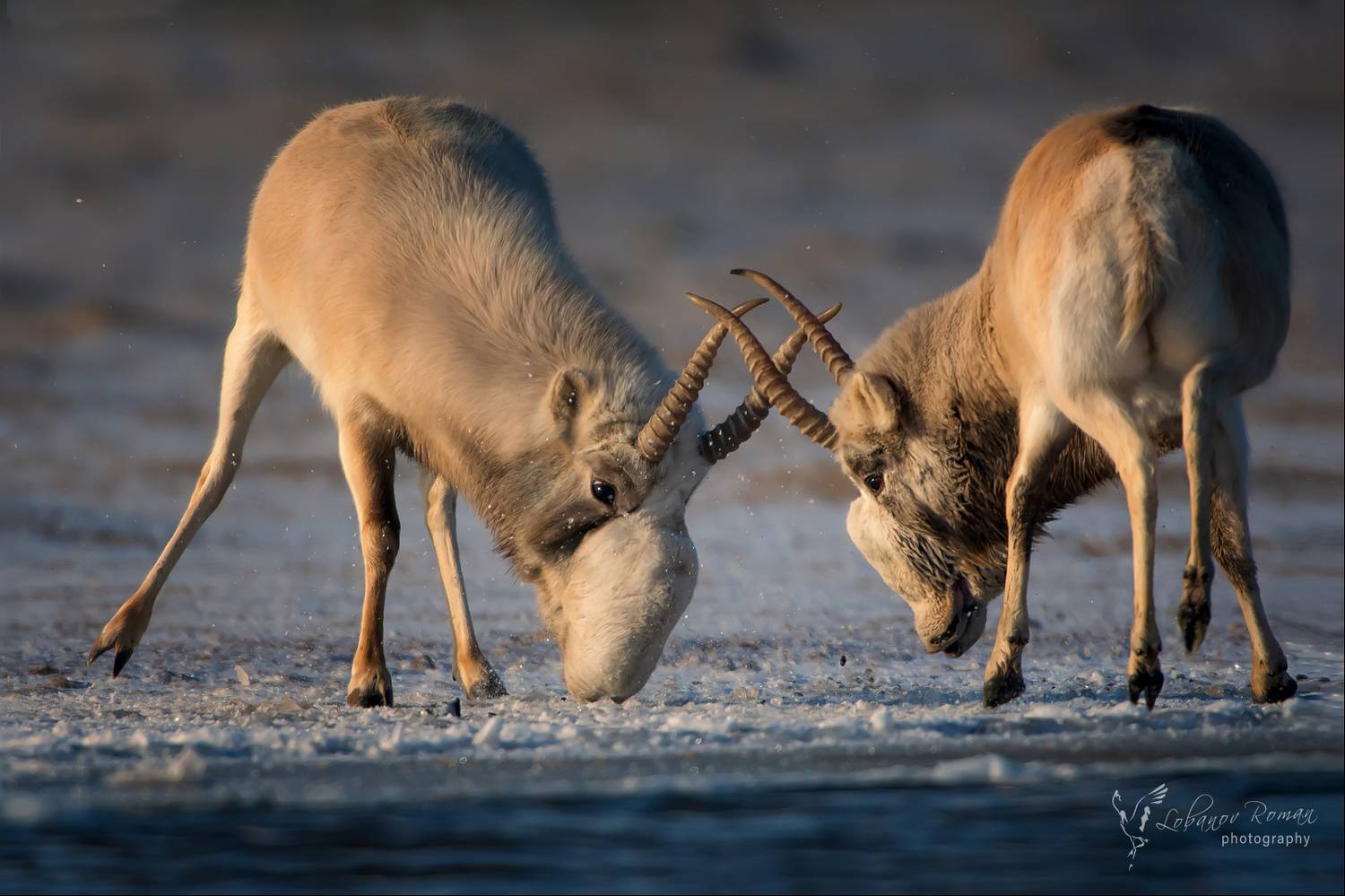 , Лобанов Роман