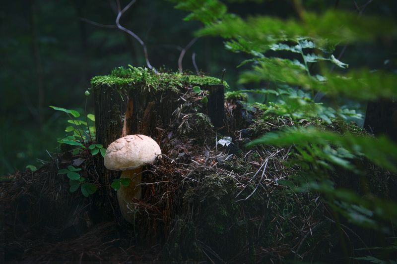 Грибок фото превью