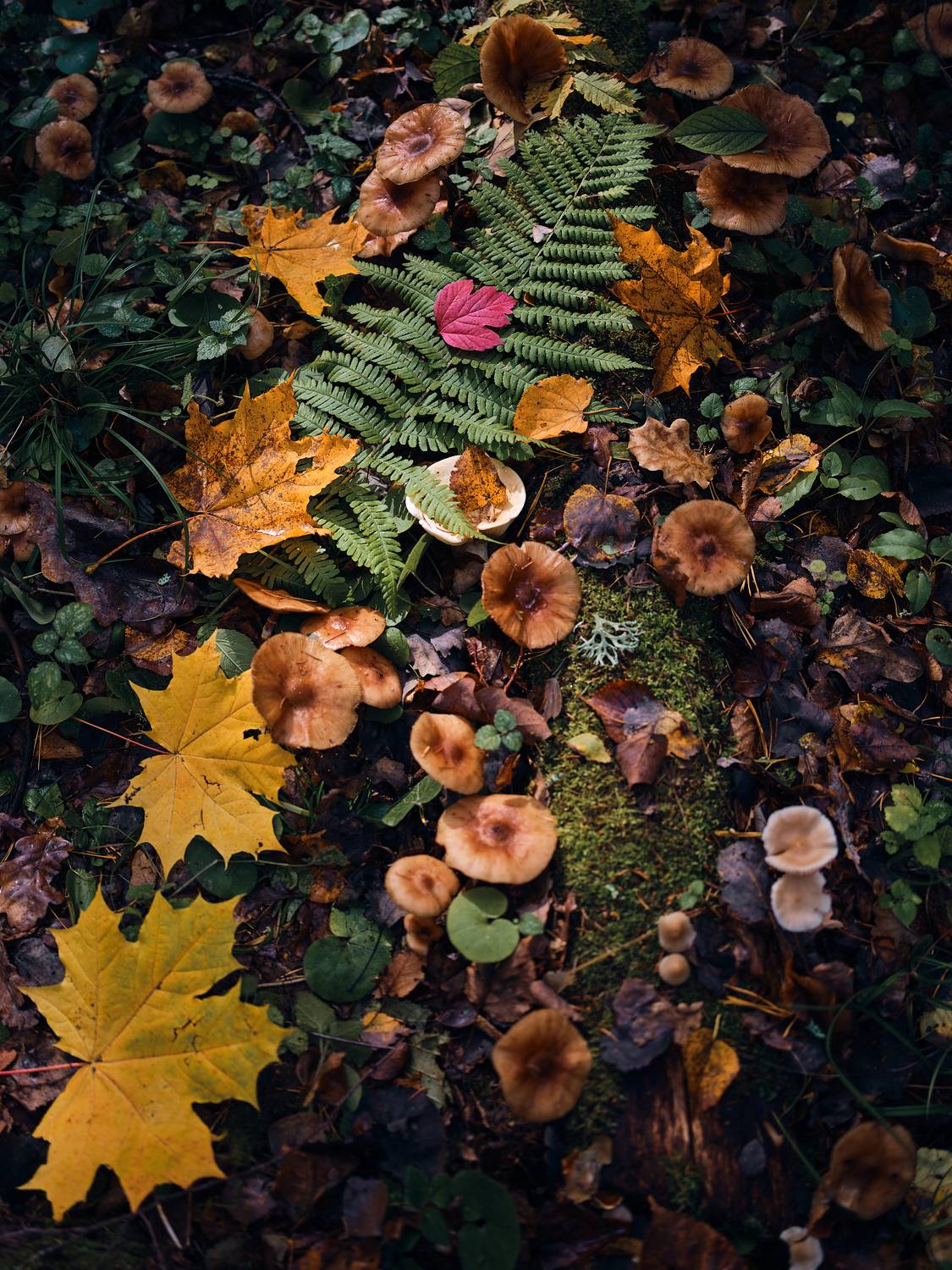 , Дмитрий Дыбов