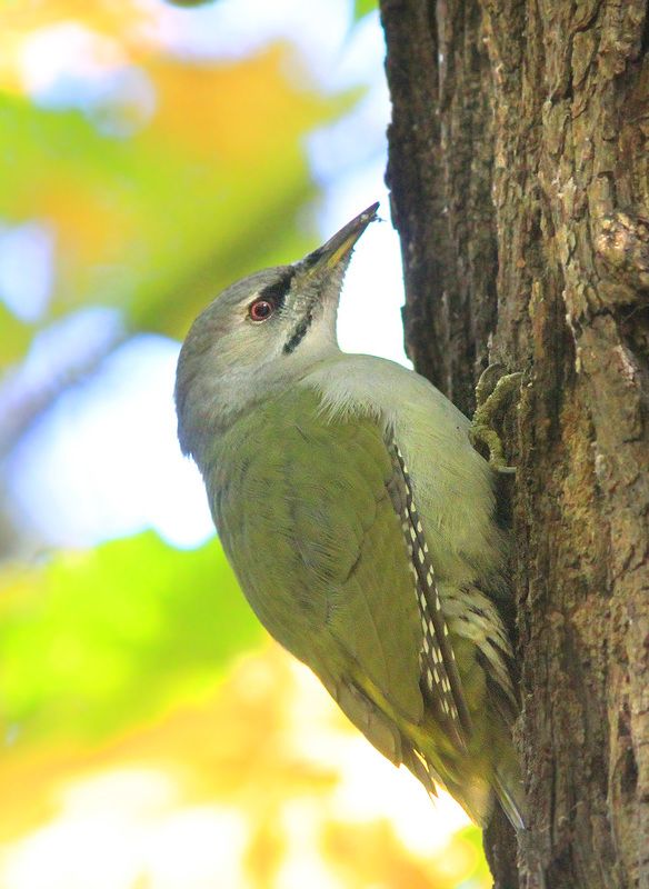 Седой фото превью