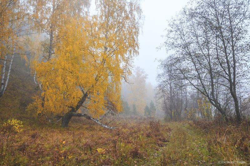 Осеннее утро фото превью