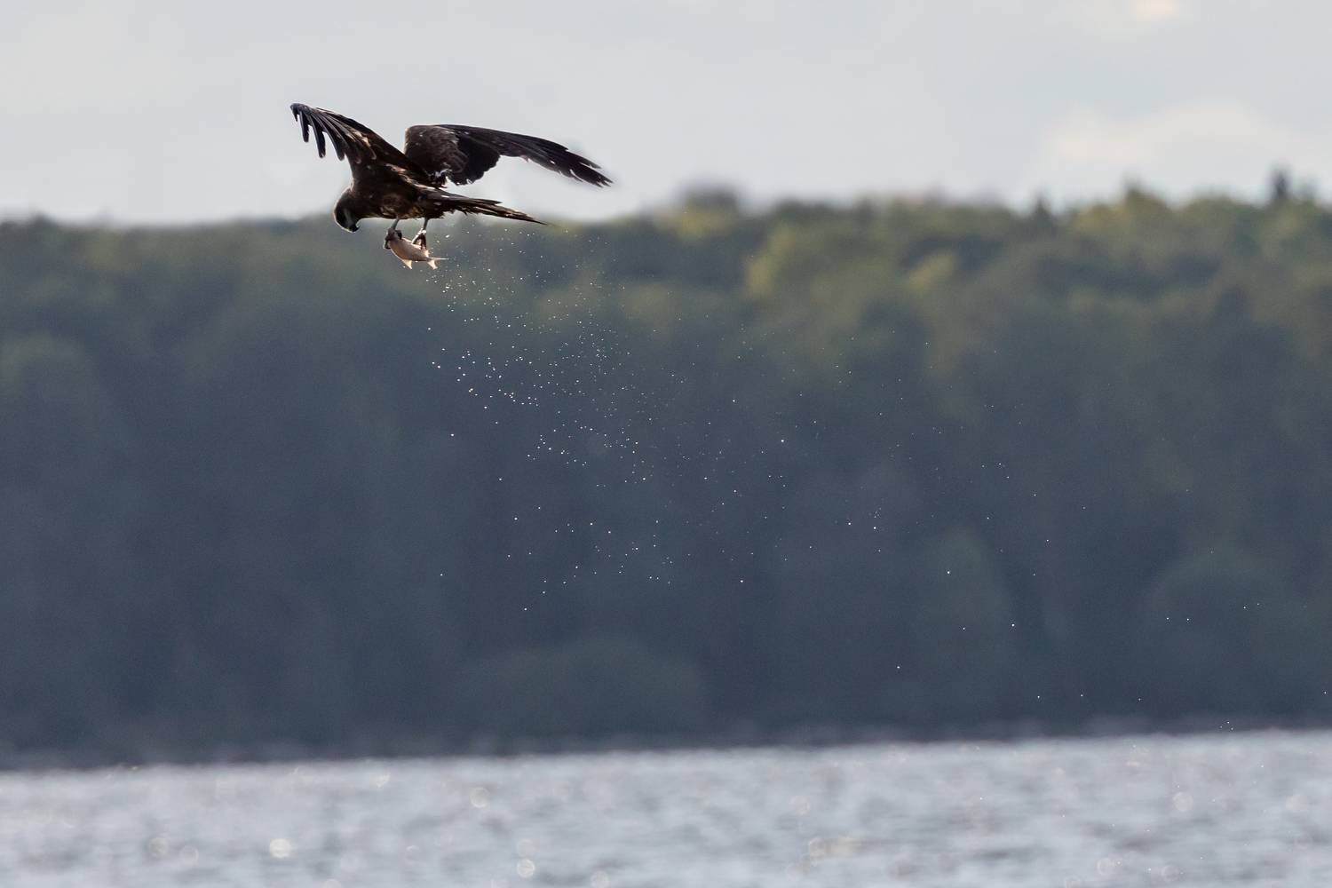 , Щепанов Дмитрий