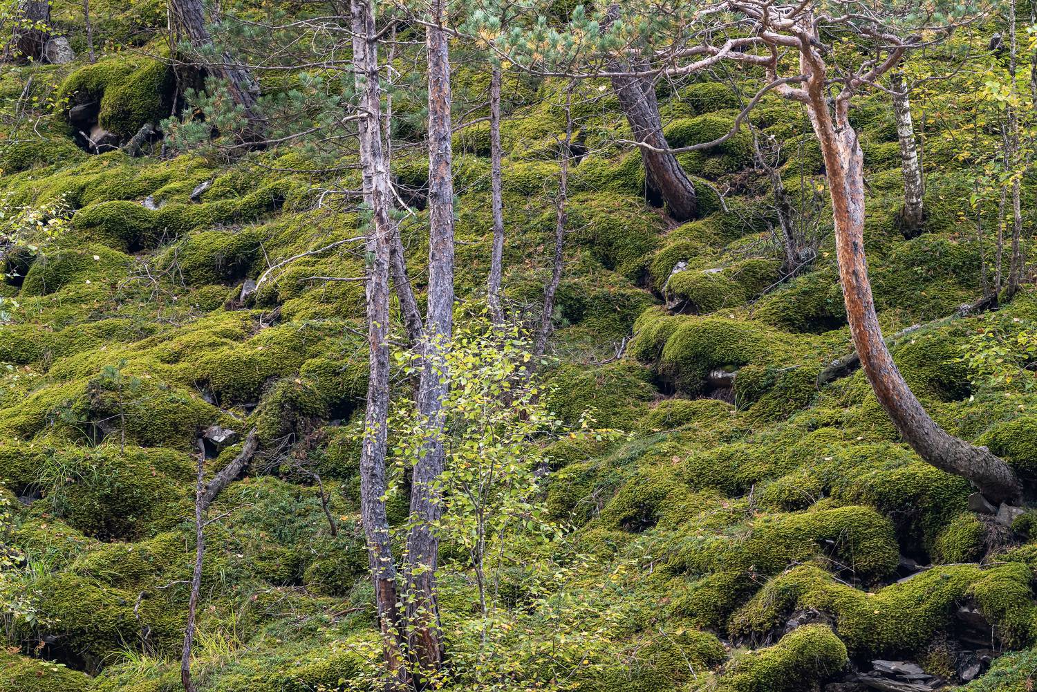 дагестан, тляратинский заказник, Савчук Сергей