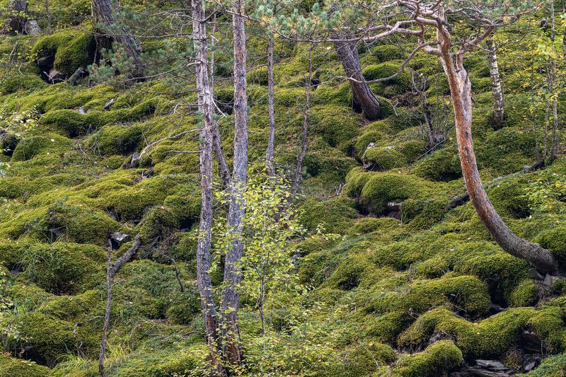 дагестан, тляратинский заказник Бархатное покрывало фото превью