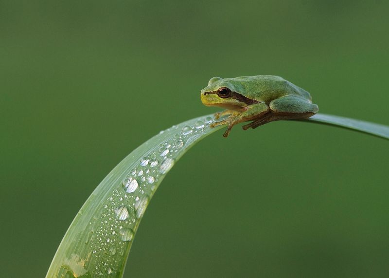 Le Frog фото превью