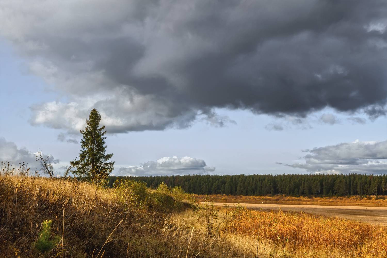 осень лес дерево пригорок трава кусты деревья небо туча облака, Вера Ра