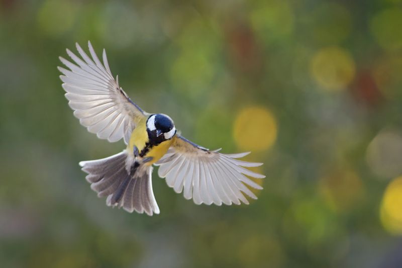 Большая синица фото превью