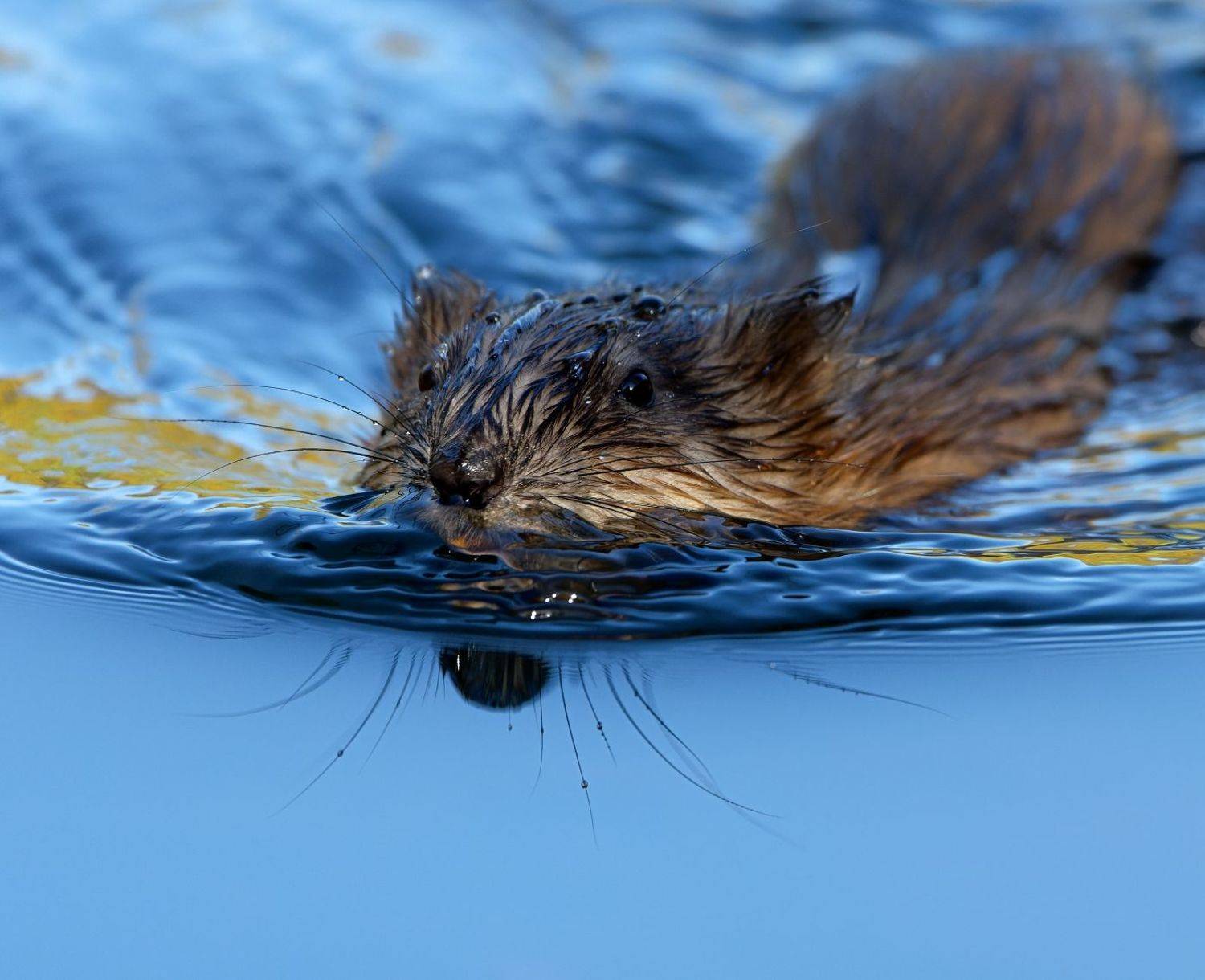 ондатра, живая природа, Олег Есиков