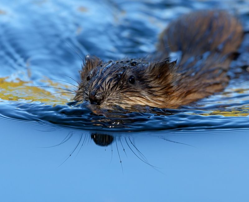 ондатра, живая природа По усам текло... фото превью
