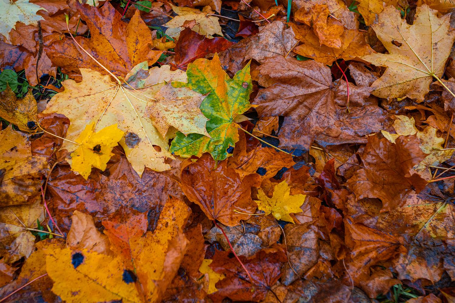 , Чудинин Дмитрий