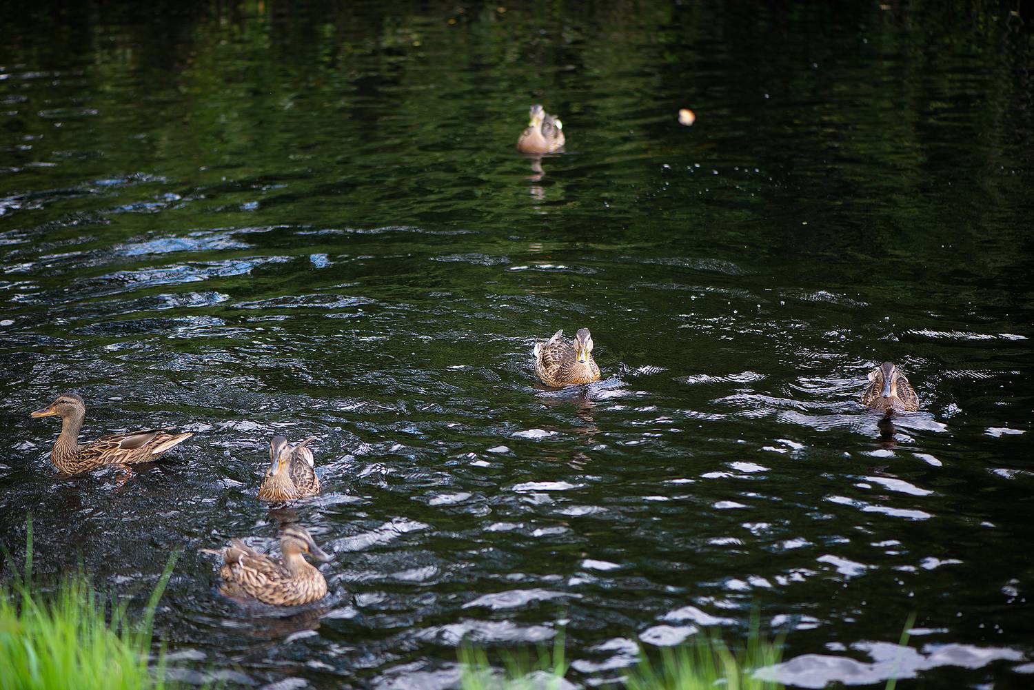 утки, лето, озеро, Baccardi Marina
