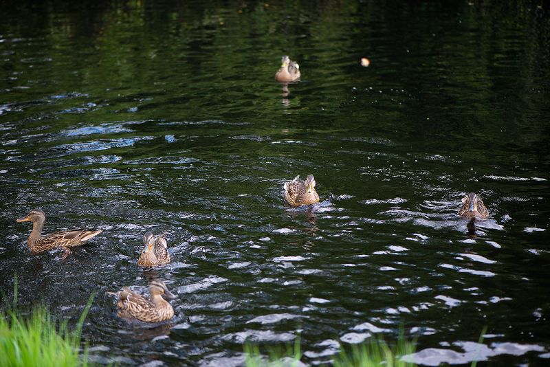 утки, лето, озеро \