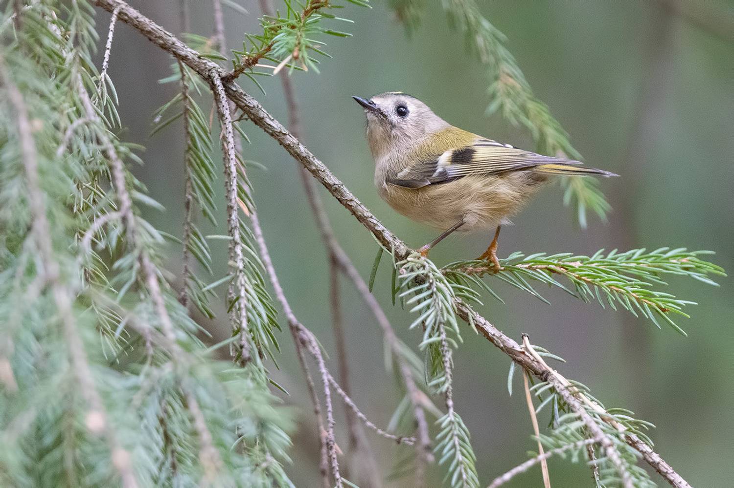 птицы, подмосковье, Елена Давыдова
