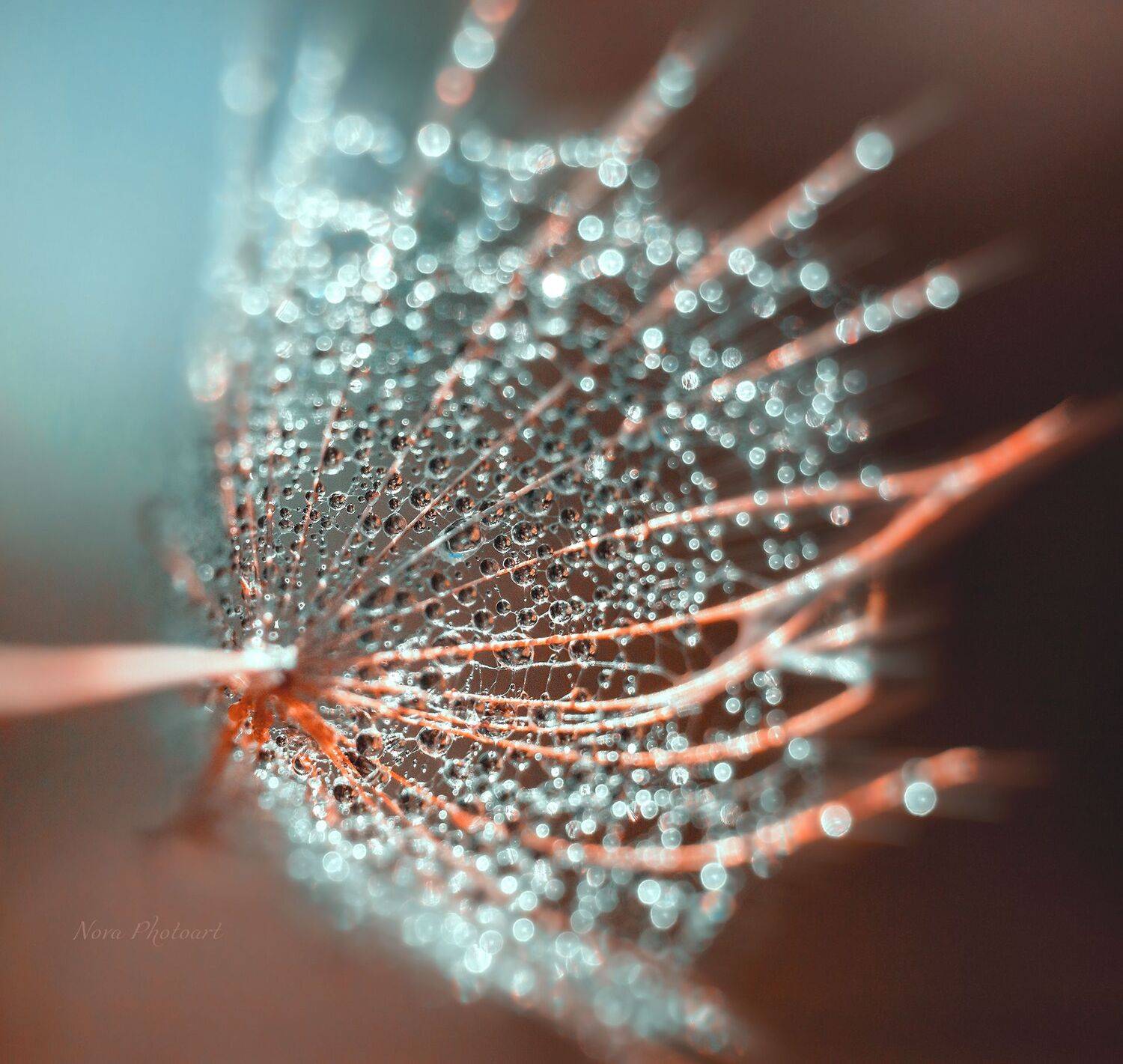 макрофотография, macro, макромир, макросъёмка, фотоприроды, nature, артфото, фотомакро, боке, мануальнаяоптика, макро, макрофото, макросъемка, красота, капли, Svetlana Smirnova