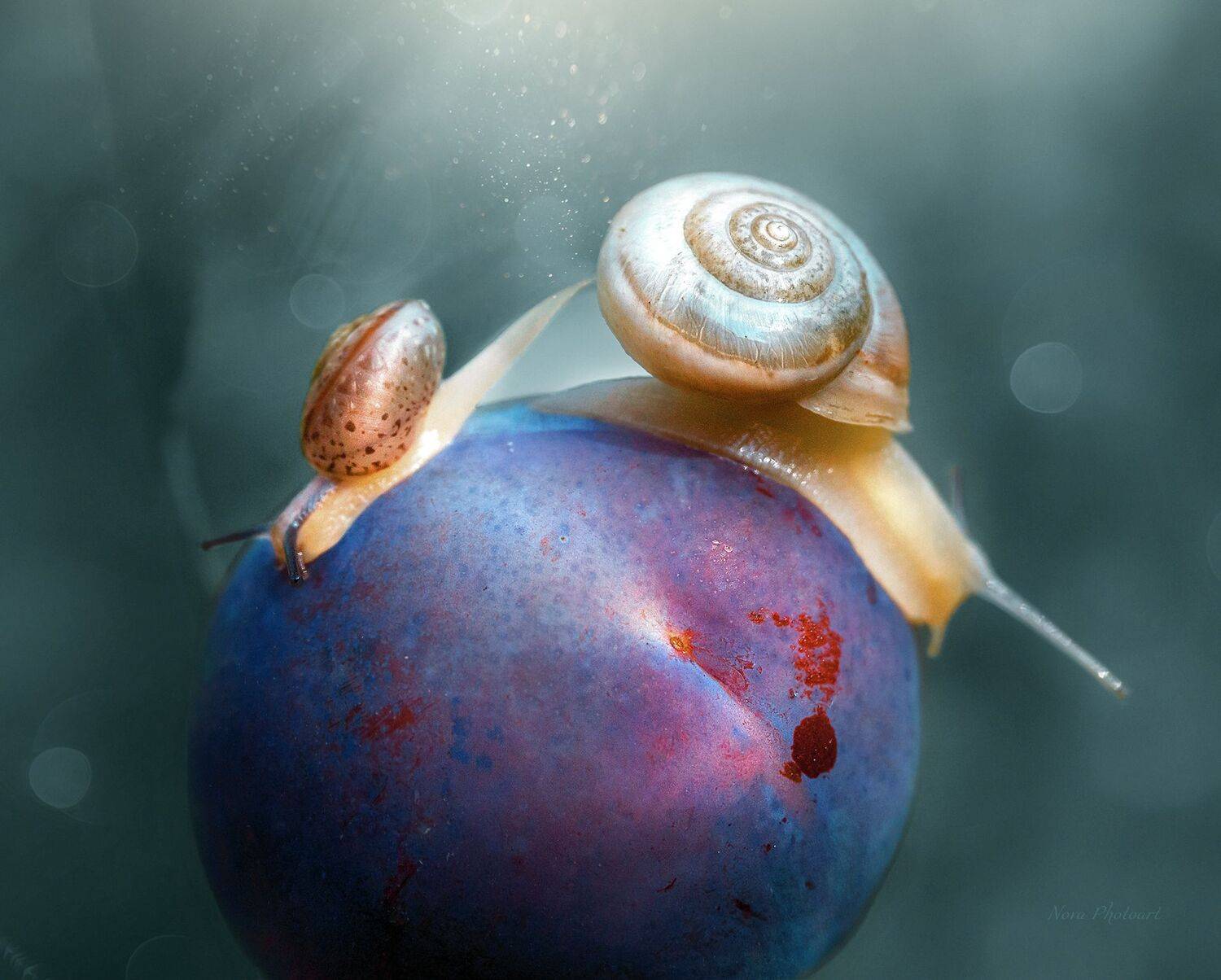 макрофотография, macro, макромир, макросъёмка, фотоприроды, nature, артфото, фотомакро, боке, мануальнаяоптика, макро, макрофото, макросъемка, красота, улитка, Svetlana Smirnova
