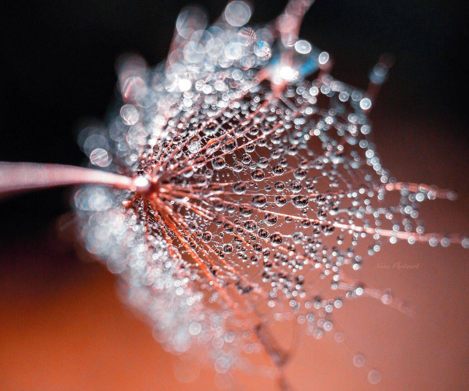 макрофотография, macro, макромир, макросъёмка, фотоприроды, nature, артфото, фотомакро, боке, мануальнаяоптика, макро, макрофото, макросъемка, красота, капли, роса, Svetlana Smirnova