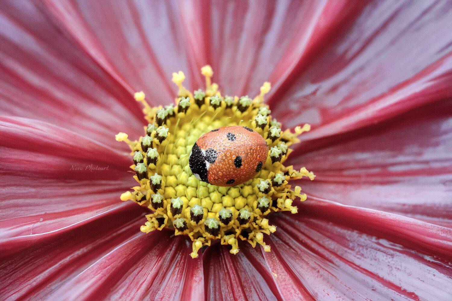 макрофотография, macro, макромир, макросъёмка, фотоприроды, nature, артфото, фотомакро, боке, мануальнаяоптика, макро, макрофото, макросъемка, красота, божьякоровка, цветок, Svetlana Smirnova