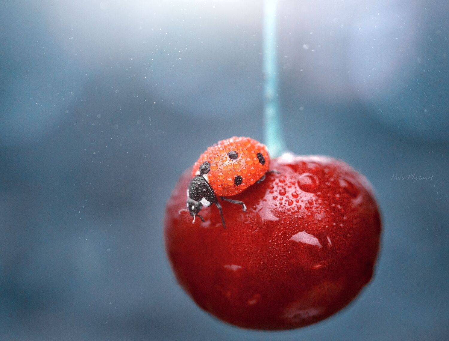 макрофотография, macro, макромир, макросъёмка, фотоприроды, nature, артфото, фотомакро, боке, мануальнаяоптика, макро, макрофото, макросъемка, красота, божьякоровка, вишня, Svetlana Smirnova