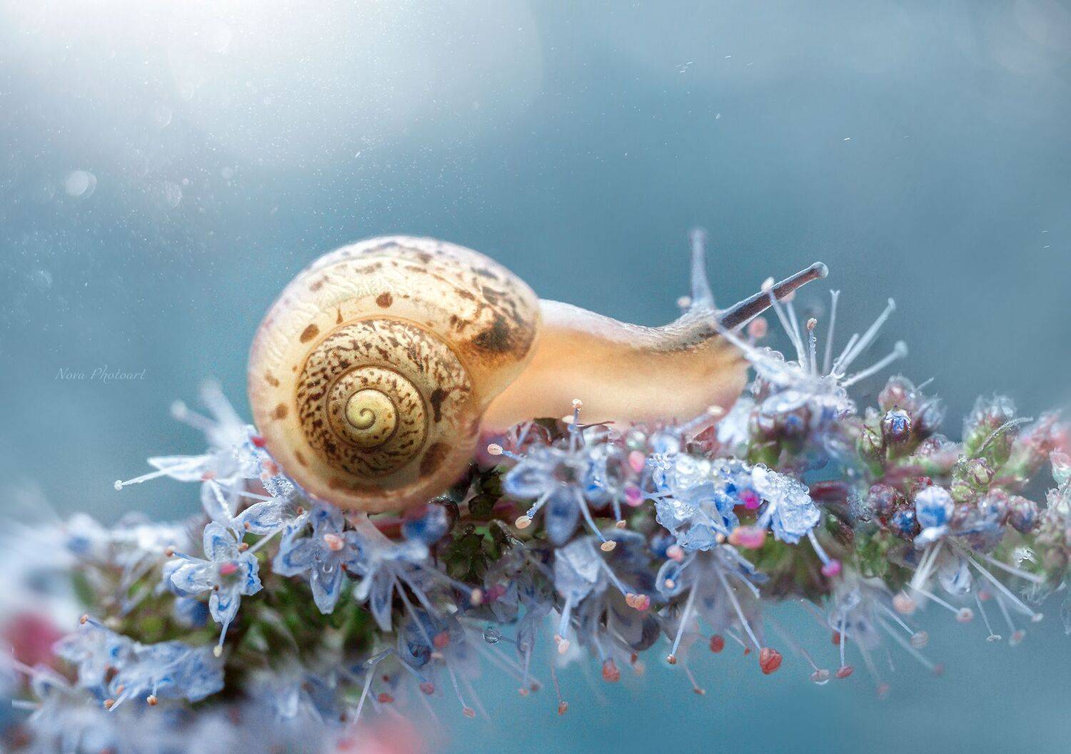 макрофотография, macro, макромир, макросъёмка, фотоприроды, nature, артфото, фотомакро, боке, мануальнаяоптика, макро, макрофото, макросъемка, красота, улитка, цветок, Svetlana Smirnova