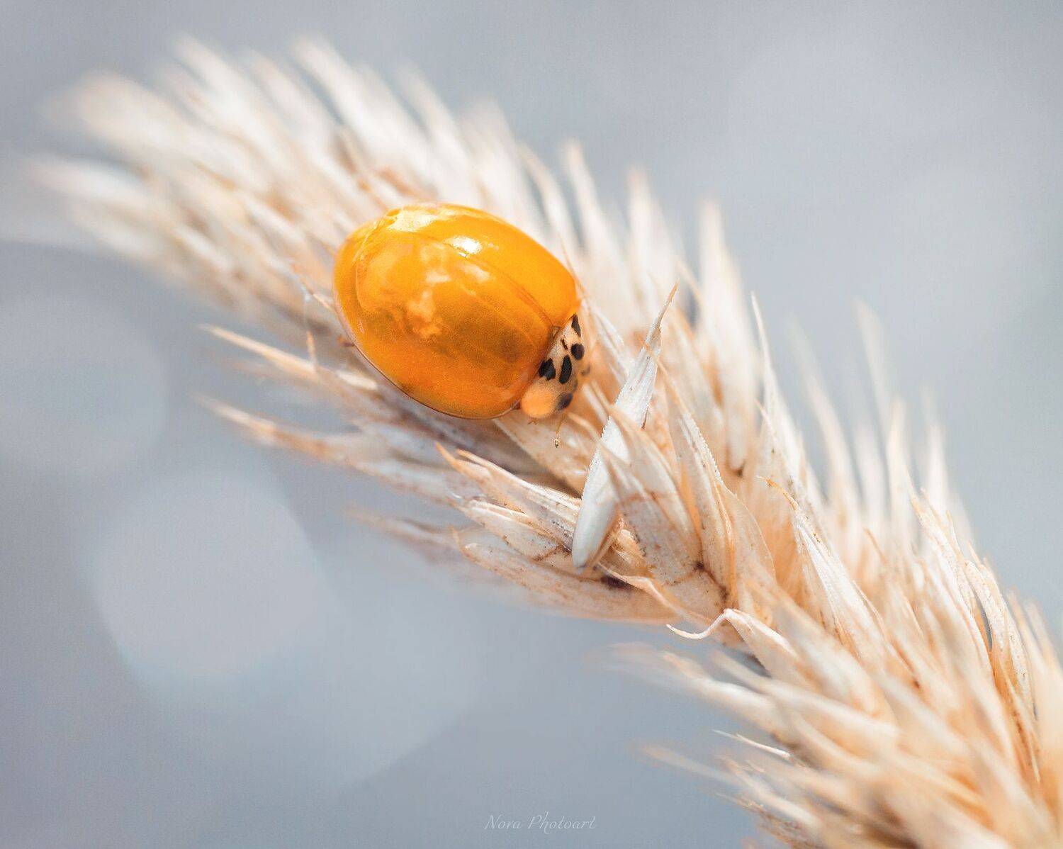 макрофотография, macro, макромир, макросъёмка, фотоприроды, nature, артфото, фотомакро, боке, мануальнаяоптика, макро, макрофото, макросъемка, красота, божьякоровка, Svetlana Smirnova