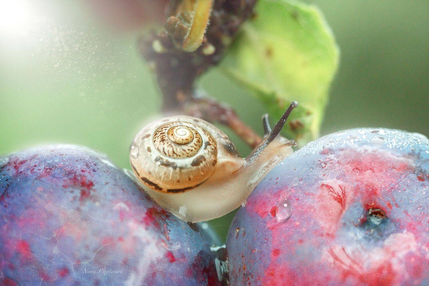 макрофотография, macro, макромир, макросъёмка, фотоприроды, nature, артфото, фотомакро, боке, мануальнаяоптика, макро, макрофото, макросъемка, красота, улитка, слива, Svetlana Smirnova