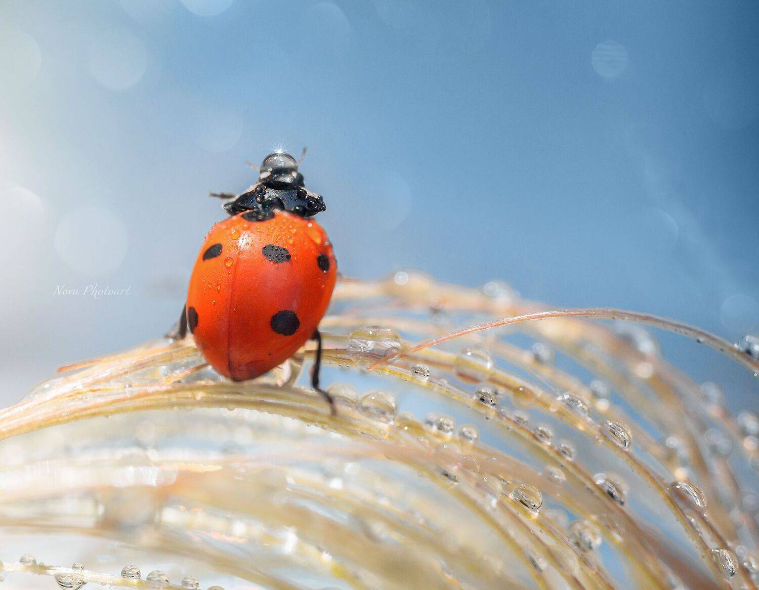 макрофотография, macro, макромир, макросъёмка, фотоприроды, nature, артфото, фотомакро, боке, мануальнаяоптика, макро, макрофото, макросъемка, красота, божьякоровка, капли, роса, Svetlana Smirnova