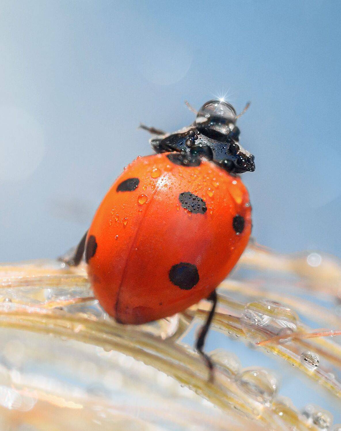 макрофотография, macro, макромир, макросъёмка, фотоприроды, nature, артфото, фотомакро, боке, мануальнаяоптика, макро, макрофото, макросъемка, красота, божьякоровка, Svetlana Smirnova