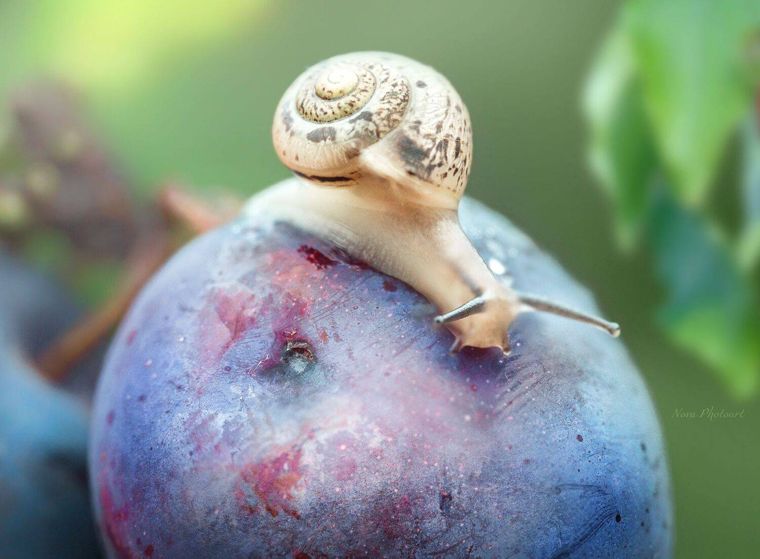 макрофотография, macro, макромир, макросъёмка, фотоприроды, nature, артфото, фотомакро, боке, мануальнаяоптика, макро, макрофото, макросъемка, красота, слива, улитка, Svetlana Smirnova