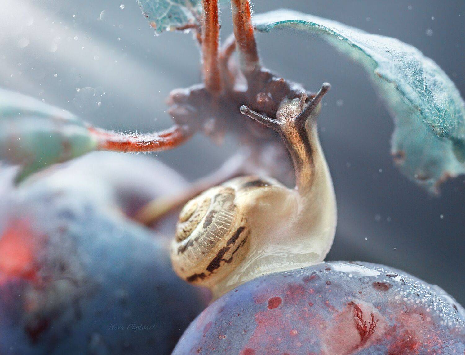 макрофотография, macro, макромир, макросъёмка, фотоприроды, nature, артфото, фотомакро, боке, мануальнаяоптика, макро, макрофото, макросъемка, красота, свет, улитка, Svetlana Smirnova