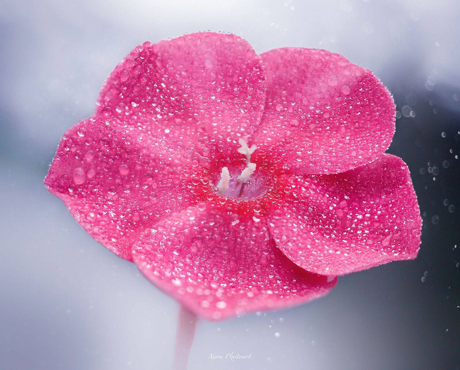 макрофотография, macro, макромир, макросъёмка, фотоприроды, nature, артфото, фотомакро, боке, мануальнаяоптика, макро, макрофото, макросъемка, флокс, цветок, Svetlana Smirnova