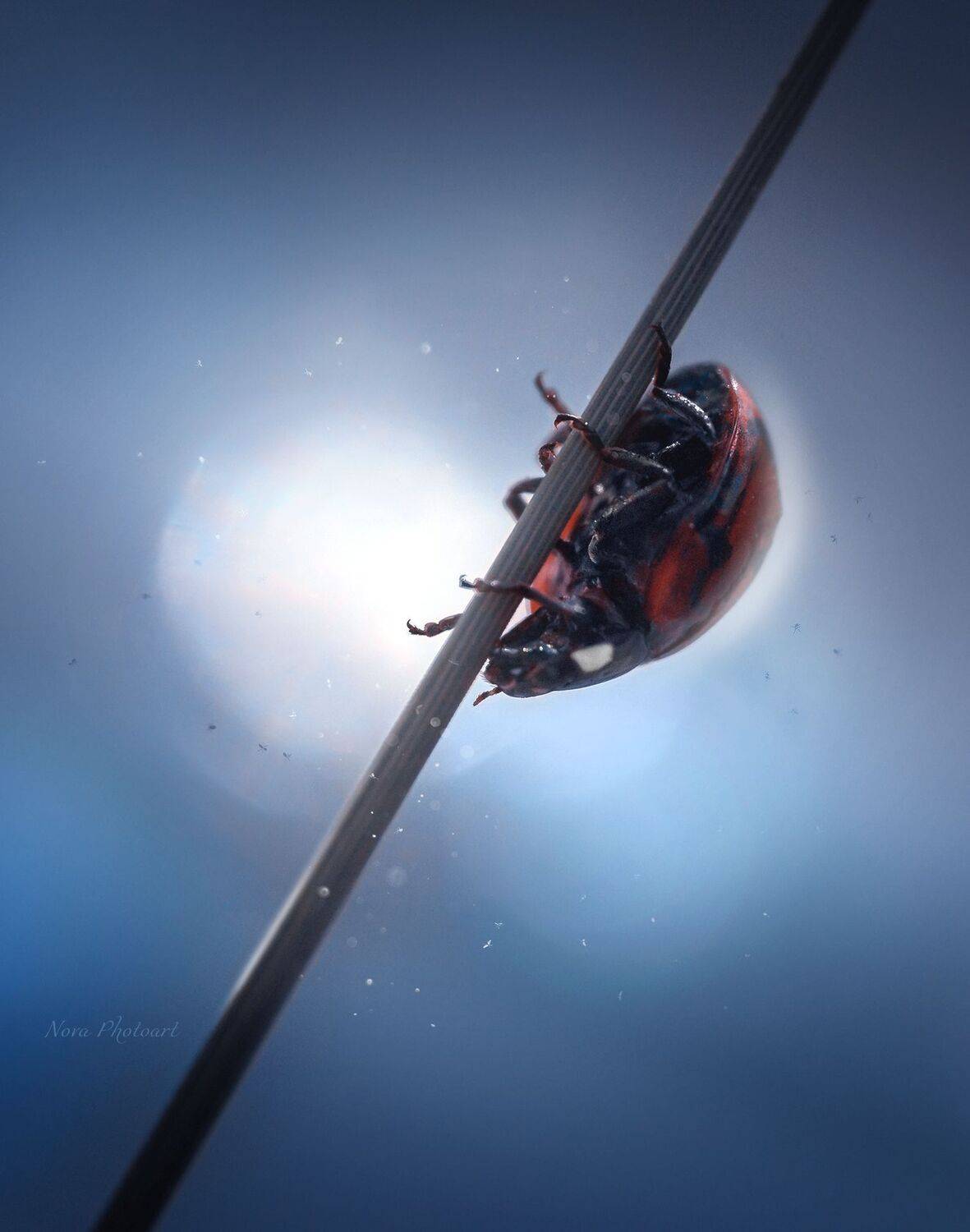 макрофотография, macro, макромир, макросъёмка, фотоприроды, nature, артфото, фотомакро, боке, мануальнаяоптика, макро, макрофото, макросъемка, красота, божьякоровка, ночь, Svetlana Smirnova