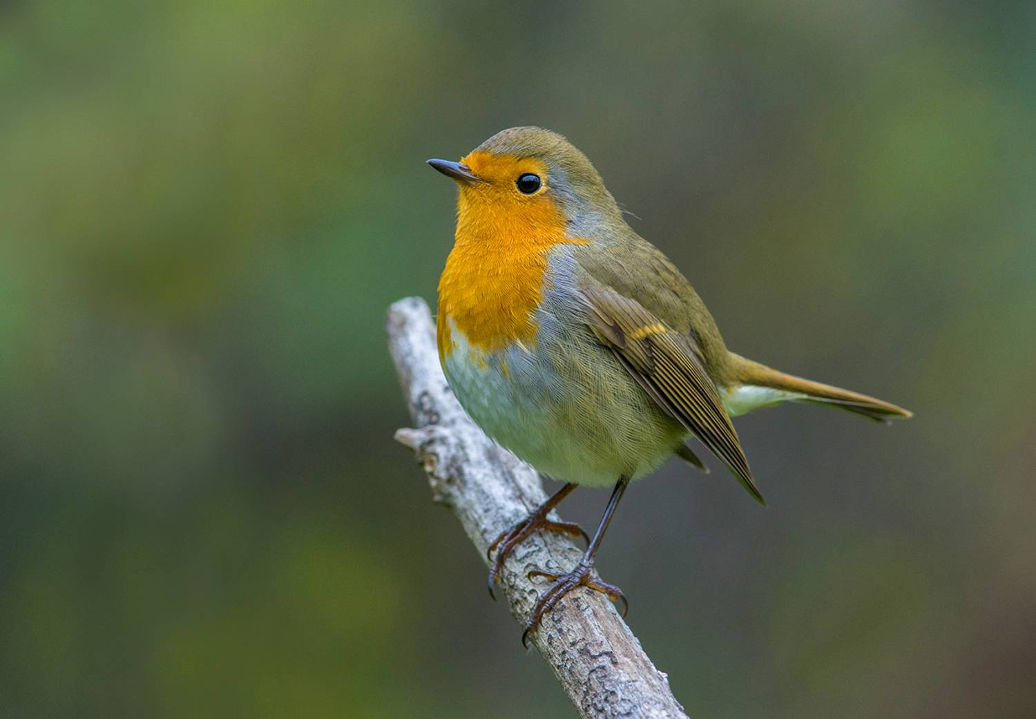 зарянка,малиновка,осень,пасмурно, Иван