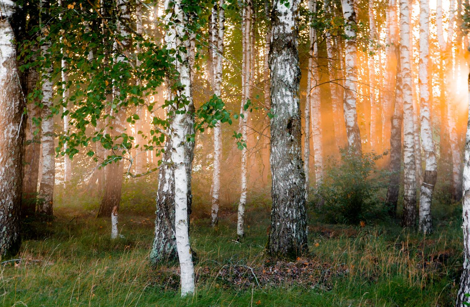 , Руслан Авдевич