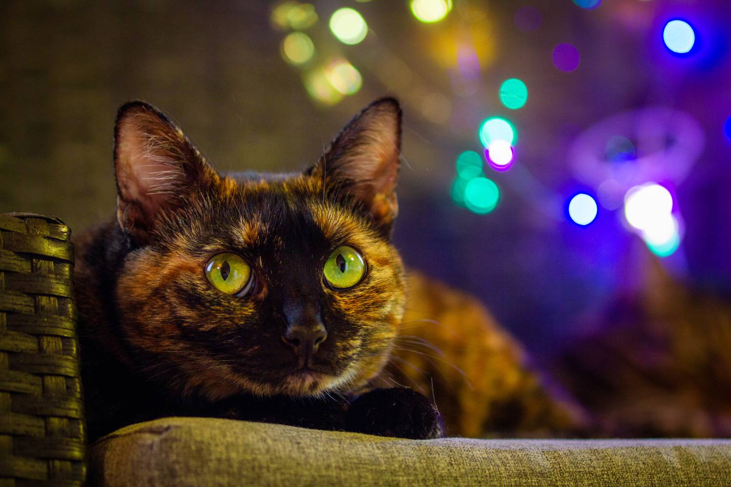 , Сергей Фаренюк