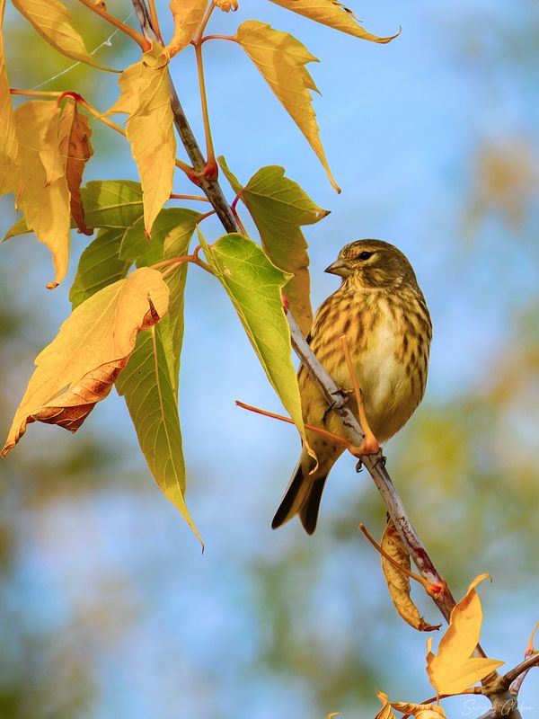 коноплянка, птицы, пернатые Коноплянка осенняя фото превью